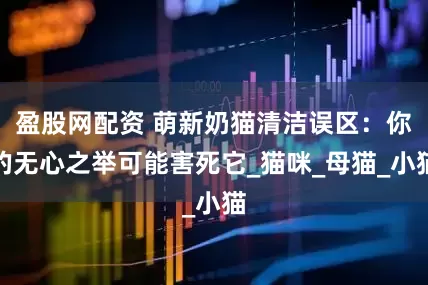 盈股网配资 萌新奶猫清洁误区：你的无心之举可能害死它_猫咪_母猫_小猫